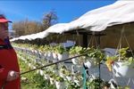 FOTO | Un clujean și-a amenajat o grădină suspendată cu 400 de ghivece de căpșuni. A investit doar 2.000 de lei și culege fructe și toamna