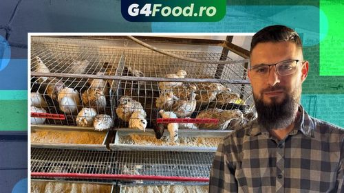 Slujește la biserică duminica, merge la serviciu în timpul săptămânii și crește prepelițe acasă, în familie / Ionuț Boer: „A început ca o afacere de familie și vrem să o dezvoltăm pentru a aduce un beneficiu în familie. Dar asta o putem face doar împreună”