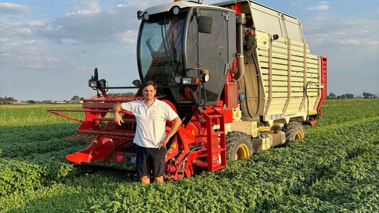 „Regele busuiocului” trăiește în Italia și are 28 de ani / Filippo Carrara a recoltat anul acesta 3.000 de tone de frunze