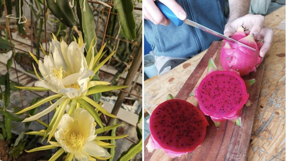 În Franța se produc fructe tropicale folosind acvaponie și căldură reziduală
