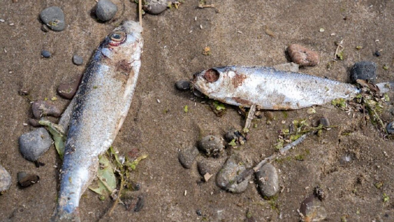 Mii de pești morți și plaje închise în Insulele Canare/ Nu se cunosc încă motivele acestui fenomen