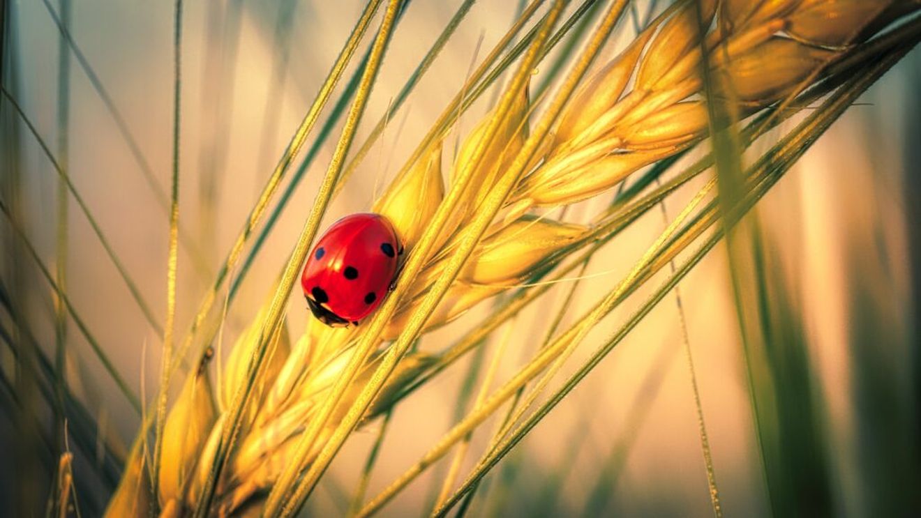 Mulți oameni au mâncat insecte sau ingrediente populare provenite din acestea toată viața, fără să realizeze