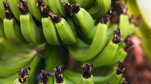 Guvernul din Ecuador lansează proiectul „Ferme sigure”, pentru a combate traficul de droguri din industria bananelor, cu ajutorul AI / Ecuador exportă anual banane de peste 3,5 miliarde dolari