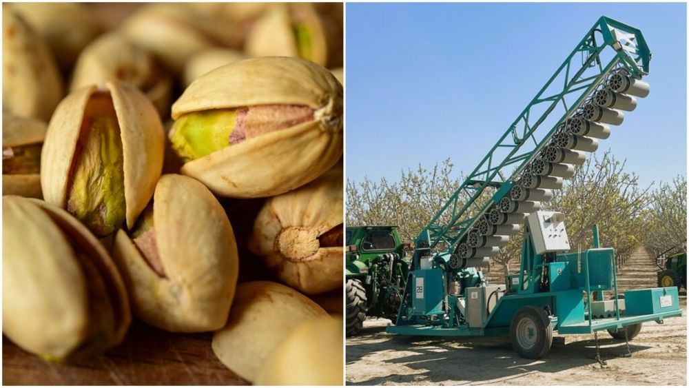 Studiu: Creștere de 19% a randamentului la fistic, obținută în California datorită polenizării de precizie