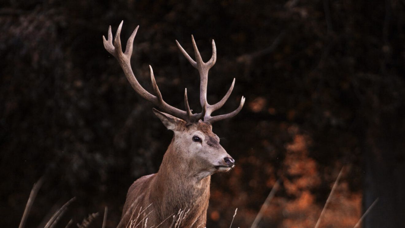 Sute de kilograme de deşeuri periculoase, descoperite la un fermier din Arad în timpul unei percheziţii / Printre acestea, substanţe folosite în agricultură expirate / Bărbatul deținea ilegal un cerb
