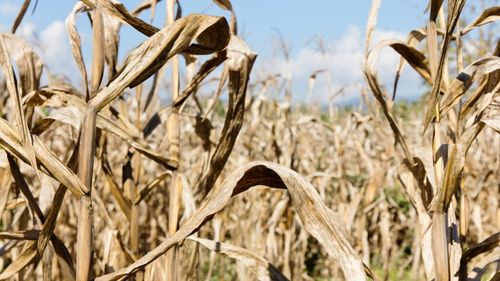 Seceta, tot mai severă în Europa: Pierderile anuale ar putea urca la 17,5 miliarde euro dacă temperatura globală crește cu 3°C / Fermierii își pierd recoltele, agricultura, transportul și energia sunt afectate