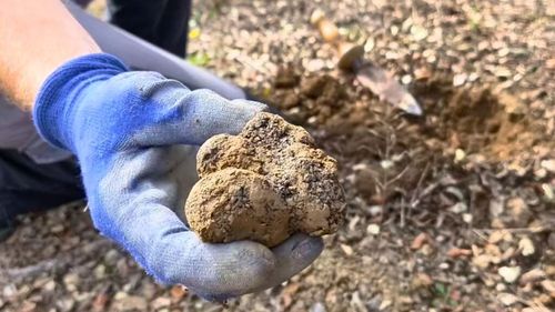 VIDEO | Forma unei trufe contează atunci când vrei să o vinzi/ Cele perfect rotunde sunt mai scumpe