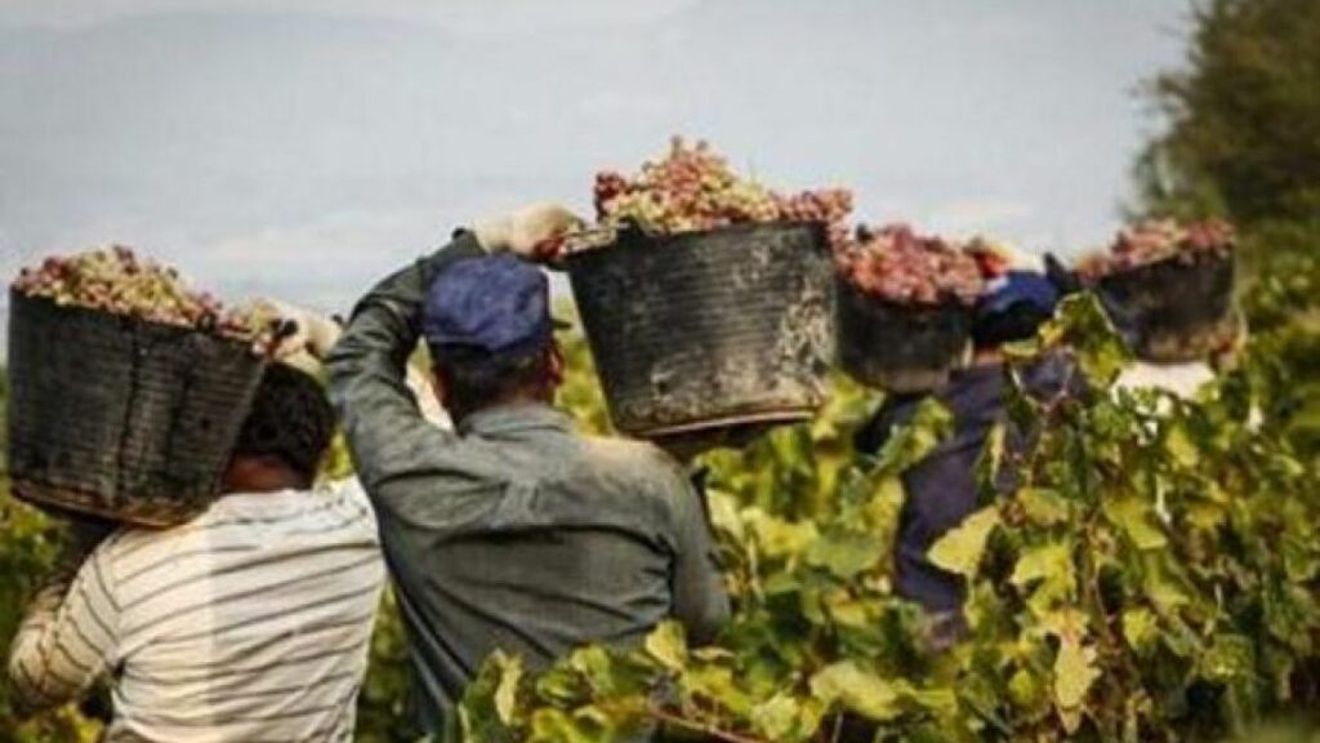 Agromafiile din Italia și-au dublat cifra de afaceri în ultimii zece ani. Organizațiile criminale din agricultură exploatează munca imigranților prin cooperative fantomă care nu plătesc taxe