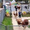 Parada Taurilor de la Sângeorgiu de Mureș marchează 50 de ani de ameliorare genetică / În premieră vor fi prezentați tăurași autohtoni aflați în testare