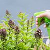 Cum poți elimina buruienile fără erbicide / Soluția preparată din trei ingrediente pe care le ai deja în bucătărie