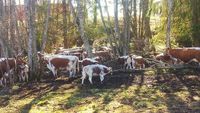 Furturile de vite iau amploare în Germania: 69 de viței au dispărut într-o singură noapte dintr-o fermă / Prejudiciile ajung la zeci de mii de euro