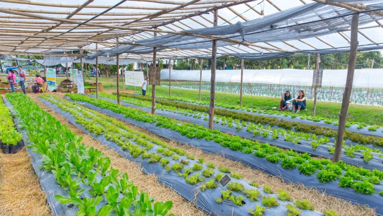 Agricultura ecologică: numărul operatorilor și suprafața totală, în creștere/A scăzut însă suprafața cultivată cu legume proaspete și plante industriale