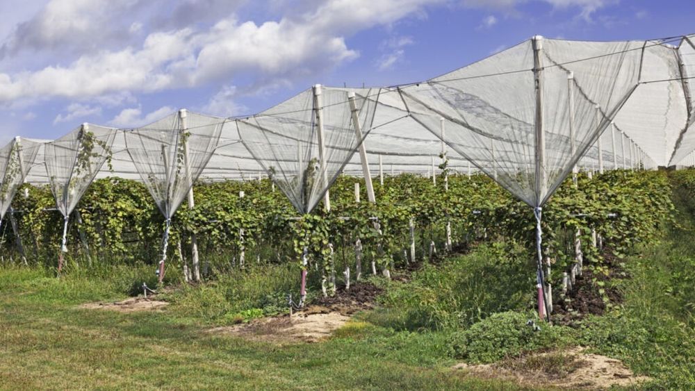 Organizația Interprofesională ProdCom Legume-Fructe susține Sistemul Național Antigrindină: „Un program strategic pentru agricultura românească”