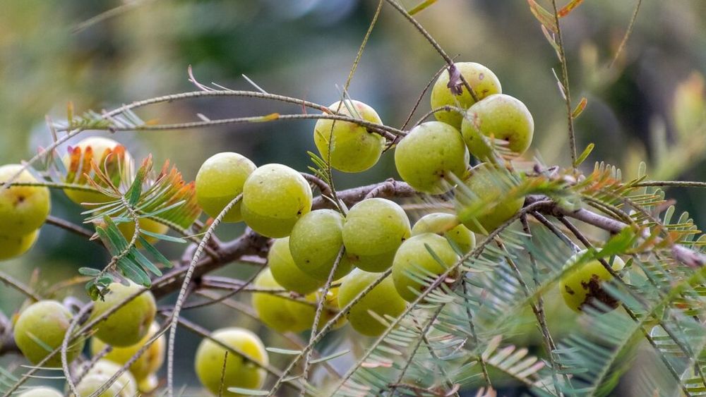 Fructul din medicina tradițională indiană care prin mai multe tipuri de mecanisme biologice ajută la sănătatea inimii și a ficatului, și nu numai. Dar are încă nevoie să fie studiat
