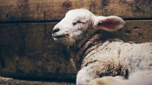 Teodoro, primul miel modificat genetic în Spania pentru a studia defecțiunile reproductive la animalele de fermă