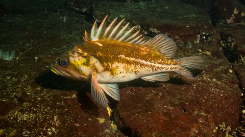 Un pește originar din Oceanul Pacific a ajuns în Marea Neagră. Exemplare de „Korean Rockfish” de peste 2,5 kilograme, capturate pe litoralul românesc