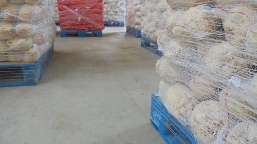 Trei tineri din Galați, care în copilărie au muncit cot la cot cu părinții, la I.A.S., au atras fonduri europene și acum vând hypermarketurilor mii de tone de legume