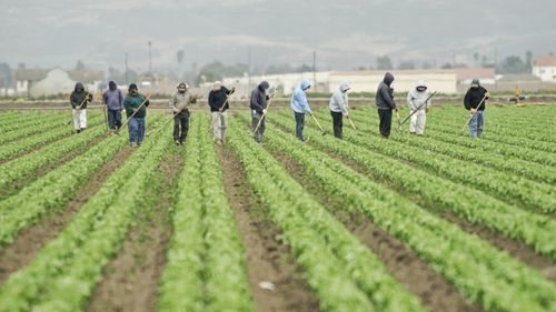 Fermierii din Arizona depind de muncitorii care vin zilnic din Mexic / Fermier: „Oamenilor le este frică să treacă granița”