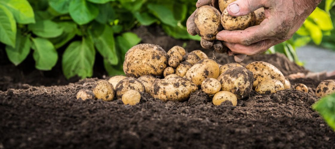 Harghita: Peste 400 de fermieri au cerut ajutorul de minimis pentru cartofi, pentru aproape 1.300 de hectare
