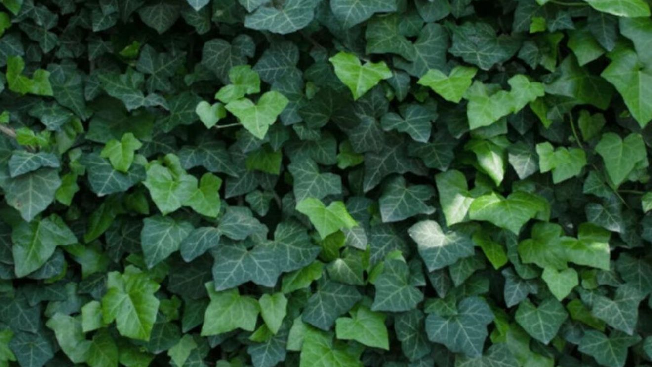 Cum să distrugi iedera, plantă care îți distruge zidurile casei/ Pregătește un erbicid natural din trei ingrediente pe care le ai în bucătărie