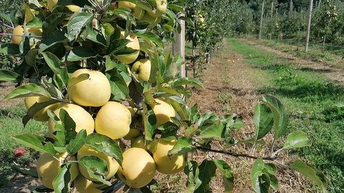 „Suma alocată României pentru perioada de tranziție 2021 - 2022 este de 2,15 miliarde euro și ar fi bine să fie cheltuită pentru depozitare, procesare şi asociere” - Mihai-Liviu Moraru, șeful AFIR