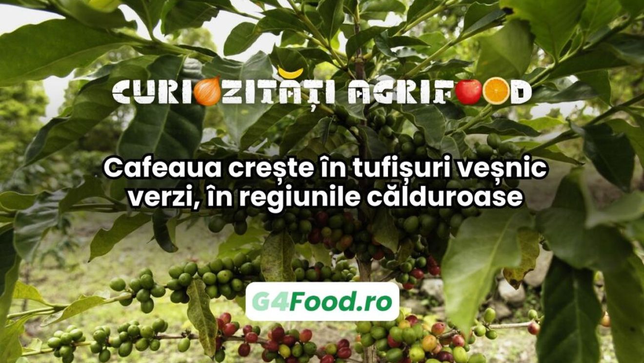 Curiozitate agri-food: Cafeaua crește în tufișuri veșnic verzi, în regiunile călduroase