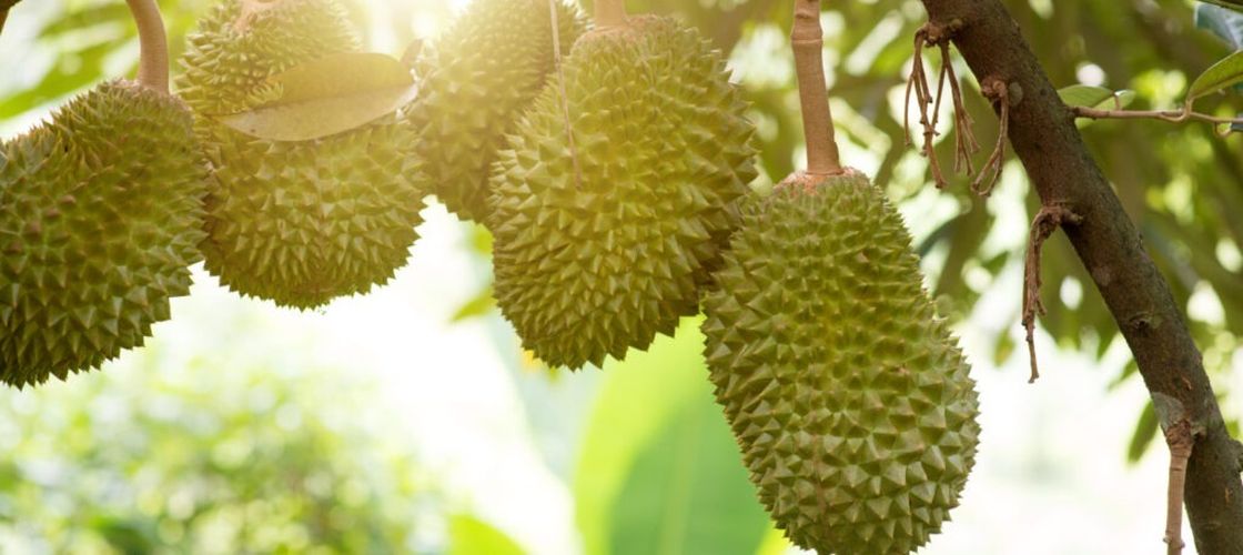 Fermierii vietnamezi renunță la cafea pentru durian. Cererea din China schimbă agricultura din regiune
