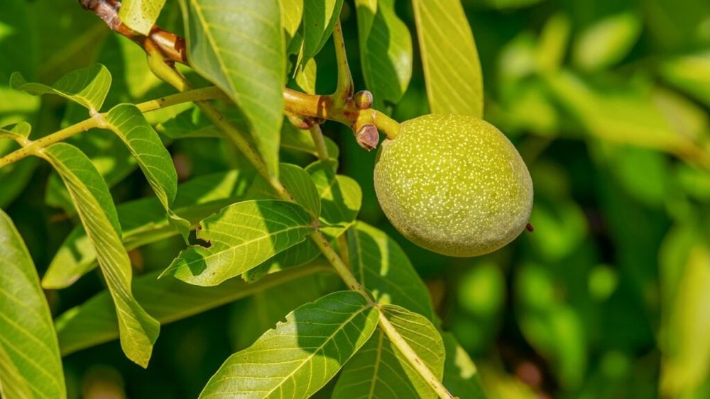 Cum au „reușit” trei nuci să amâne mai bine de un an construcția unui spital din România / Ministrul Sănătății: „Acesta este realitatea. Este un motiv”