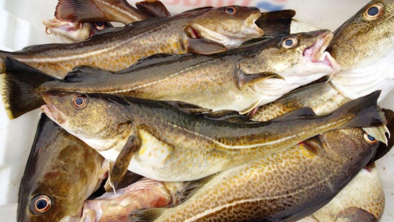 Sute de kilograme de merluciu cu larve, retrase de la comercializare de DSVSA Buzău / Ce deficiențe au mai constat inspectorii sanitari