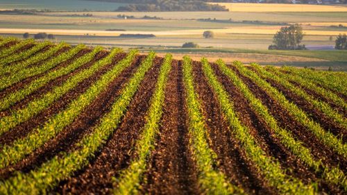 Oficialii ucraineni se aşteaptă la scăderea exporturilor de grâu şi porumb în sezonul 2024-2025 / Recolta, afectată de război