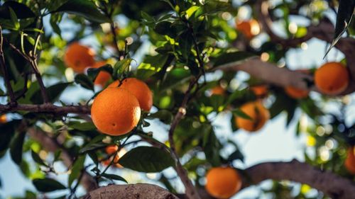 Digitalizarea a ajutat o familie de agricultori din Valencia să își vândă portocalele/ Plantația familiei fusese afectată de inundațiile catastrofale de anul trecut