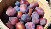 România produce cele mai multe prune din Europa, dar aproape 80% din recoltă ajunge la distilerii: „Pomicultura s-a fragmentat foarte mult în ultimii ani, au apărut foarte multe ferme mici”