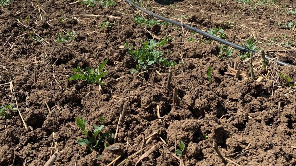 După ce a muncit câțiva ani în fermele italienilor, un tânăr din județul Olt cultivă sparanghel în satul lui și vinde recolta unor clienți din București