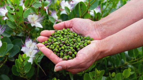 Insule, capere, reziliență. Proiecte antreprenoriale mici care dar care ajung departe, valorizând un produs local care crește spontan pe insulele din Mediterana