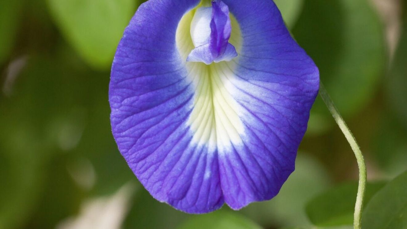 Ceaiul albastru (Clitoria ternatea) sau Butterfly Pea Tea / Cum prepari și ce beneficii are băutura din planta ce are o floare ce imită cea mai feminină formă
