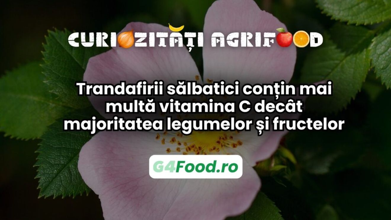 Curiozitate agri-food 11 martie: Trandafirii sălbatici conțin mai multă vitamina C decât majoritatea legumelor și fructelor