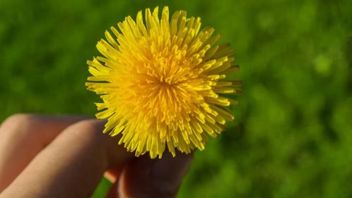 „Ceaiuri românești”: Ceaiul care ne scapă de bolile hepato-biliare şi de diabet/Păpădia ajută chiar și la slăbit