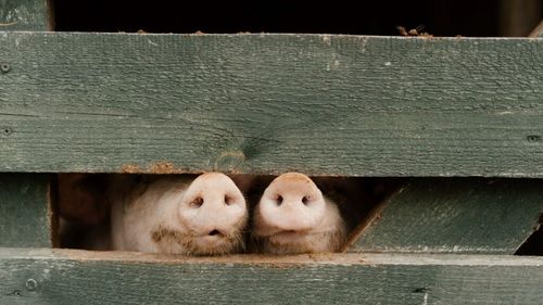 RĂMÂNE CUM AU STABILIT: persoanele fizice nu au voie să comercializeze porci, dacă nu dețin o ”gospodărie țărănească” ( Legea 6/2022 ) înscrisă într-o formă asociativă/cooperativă agricolă