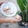5 resturi din bucătărie pe care mulți le aruncă, dar care pot ajuta plantele / De ce grădinarii folosesc cojile de ouă și zațul de cafea