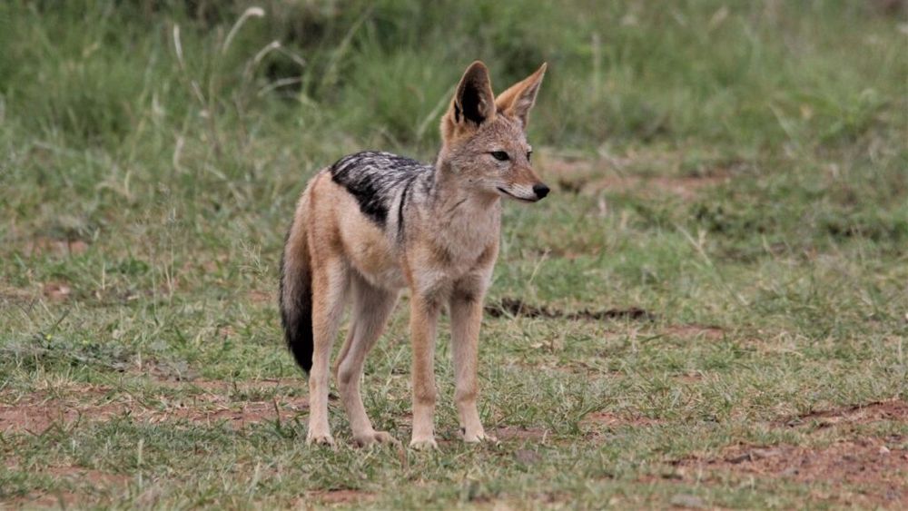 Invazie de şacali în Vaslui: Autorităţile estimează un efectiv de peste 400 de animale / Au existat cazuri în care au fost atacate animale din gospodării sau din ferme