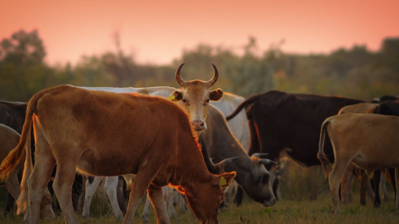 CE aprobă ajutoare de 52 de milioane de euro pentru crescătorii de bovine din România. Sprijinul este destinat fermierilor afectați de scumpirea combustibililor și îngrășămintelor