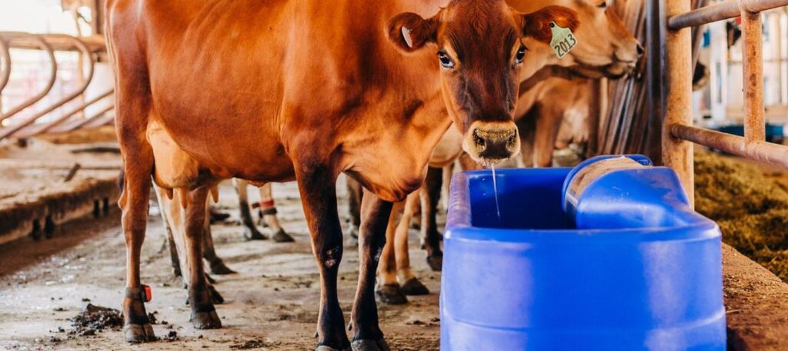 Vine canicula! De câtă apă au nevoie animalele din gospodărie