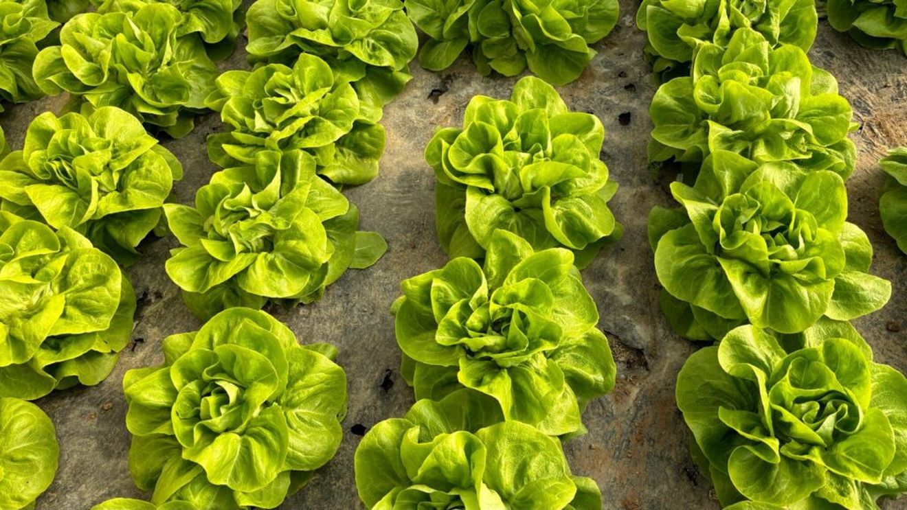 Calitățile nebănuite ale salatei verzi. Este plină de vitamine și are un raport optim sodiu/potasiu