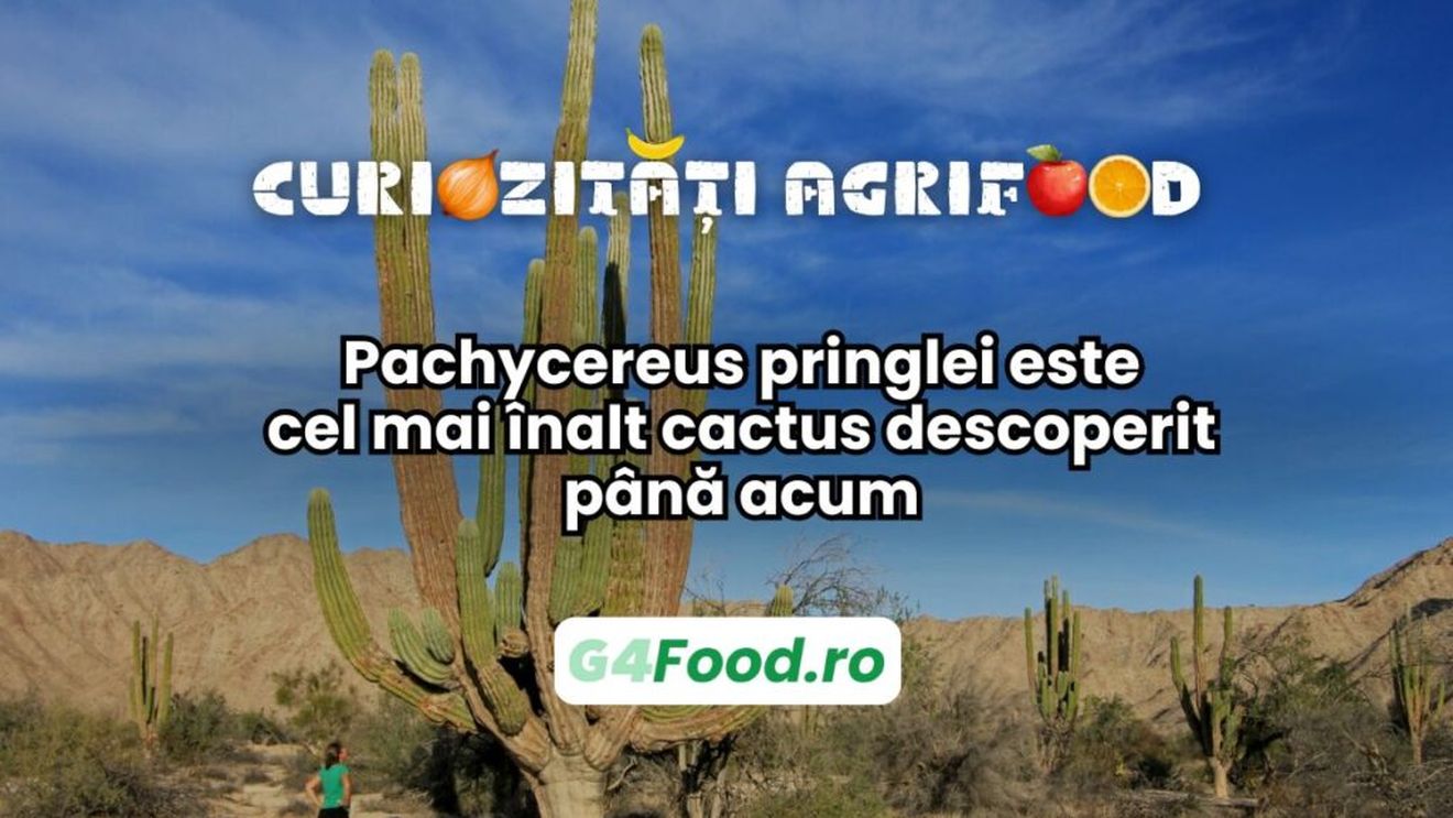 Curiozitate agri-food: Pachycereus pringlei este cel mai înalt cactus descoperit până acum și măsoară aproape 20 de metri