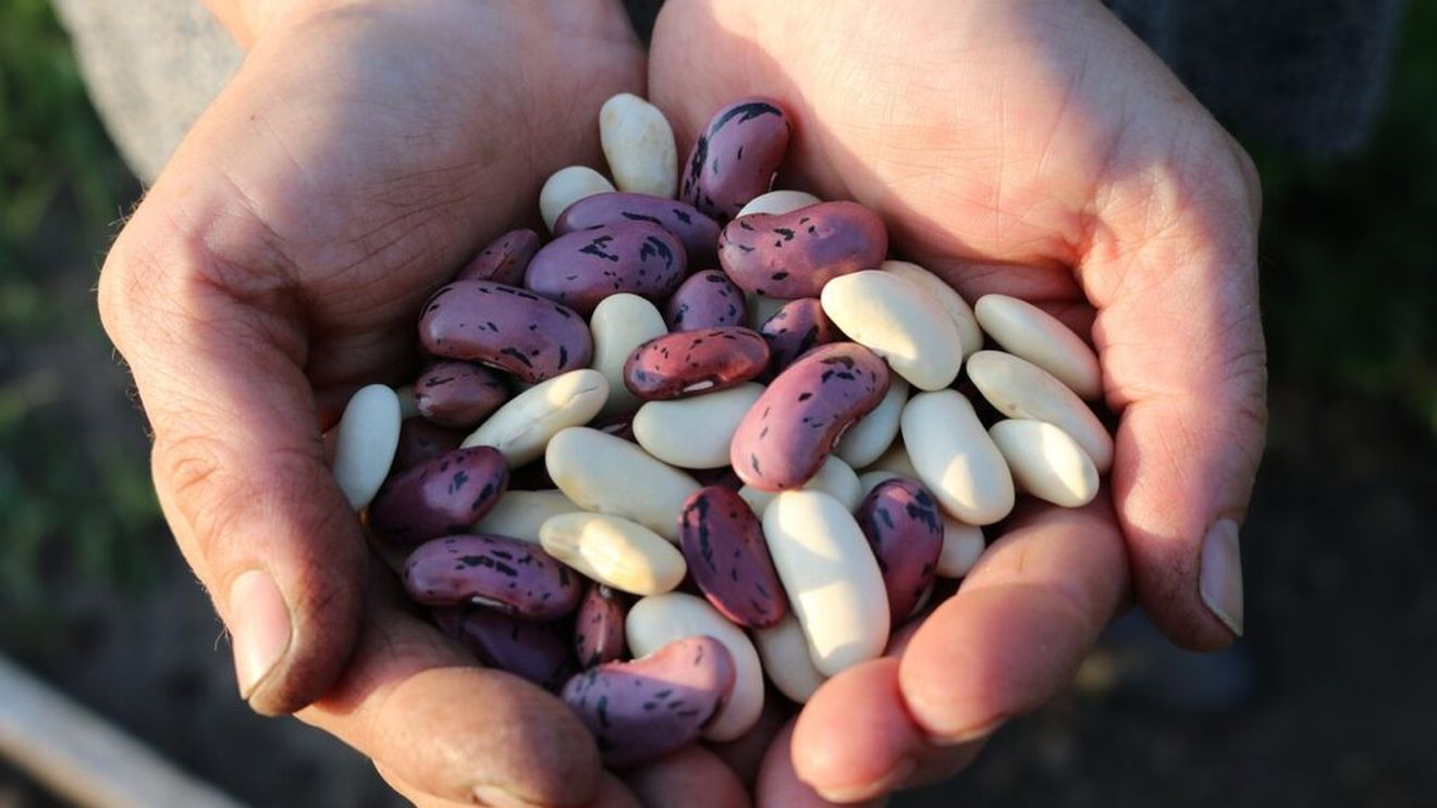 ABC în bucătărie | Cum fierbi corect fasolea pentru a obține o mâncare de post „ca la mama acasă”