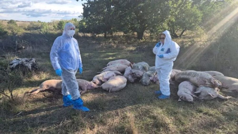 Pesta porcină a pus la pământ industria de resort din Ucraina / Carnea infectată cu PPA se vinde direct în piață, la un preț cu 20% mai mic