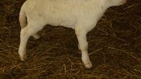 Transporturi ilegale de animale, descoperite de ANSVSA. Zeci de miei fără acte, dispăruți în județul Alba
