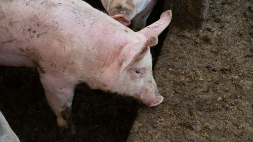 Peste 4.200 de animale, sacrificate în martie, după două focare de pestă porcină africană la Mărăşeşti