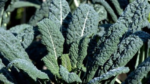 Ce este varza neagră, cum o poți prepara și de ce să o cauți și să o adaugi pe lista alimentelor de toamnă-iarnă. Este ceea ce anglosaxonii numesc kale dar are origini străvechi