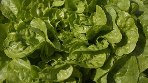 Salata cu rădăcină: Beneficii pentru sănătate. Depozitare, curiozități și rețete